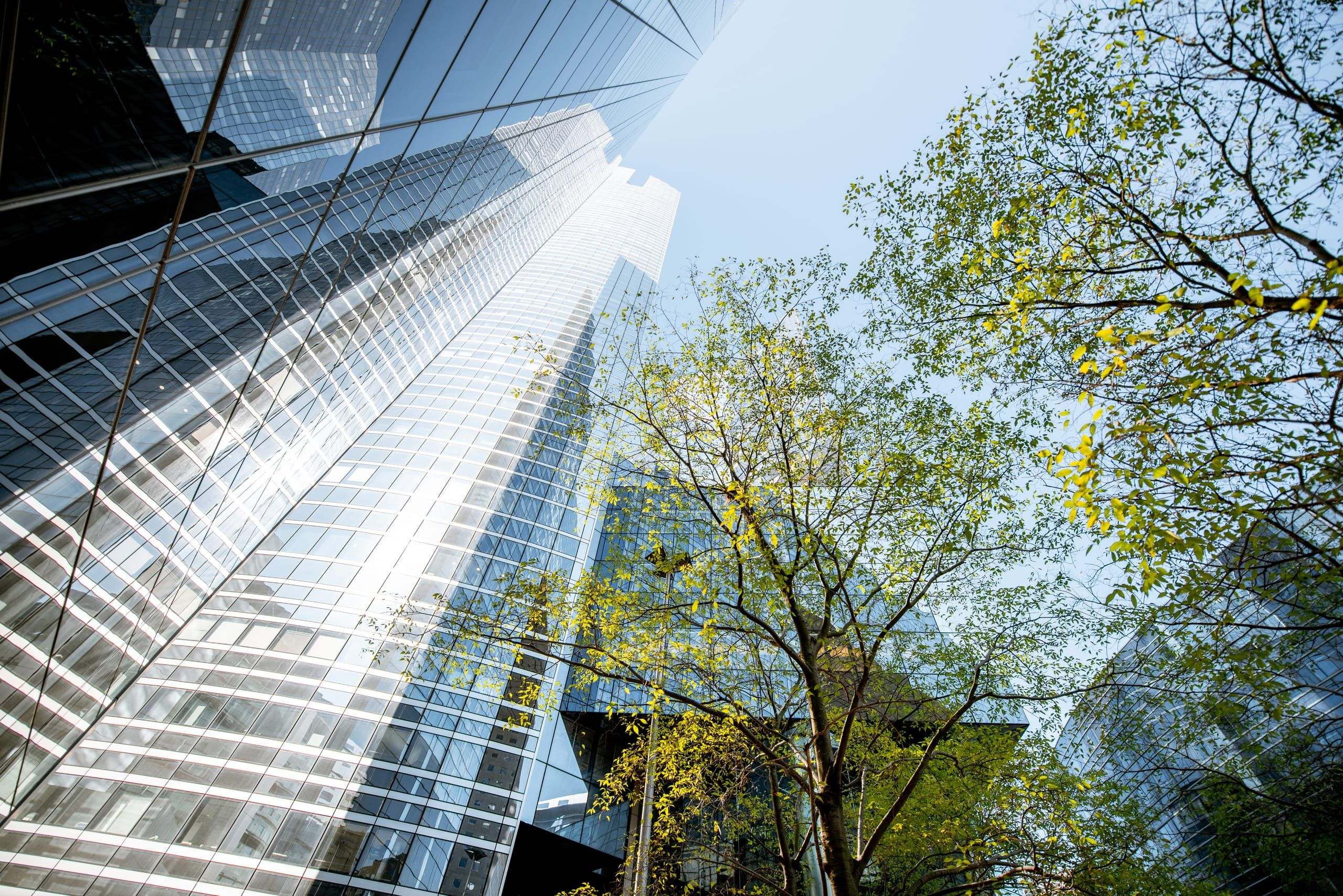 Looking up at high-rise buildings with glass façades and a tree